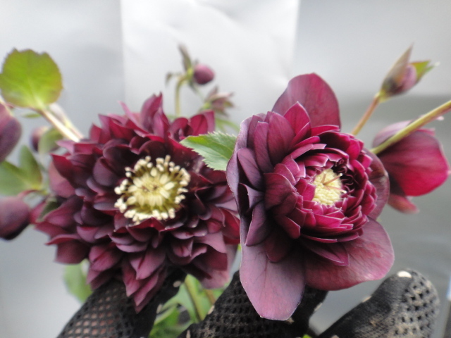 雪割草　千重咲　『幽愁』　２芽品 雪割草 夢界 2芽品 雪割草 交配種『紅すだれ幽愁系整形千
