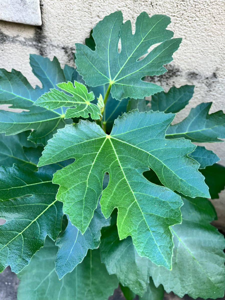 希少イチジク Martos（マルトス）穂木　最後の1本