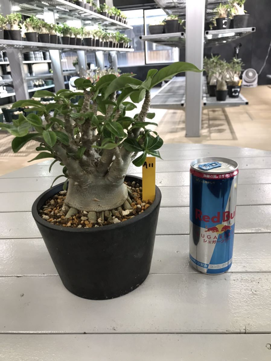 発根済　アデニウム　アラビカム　ドワーフ　A11