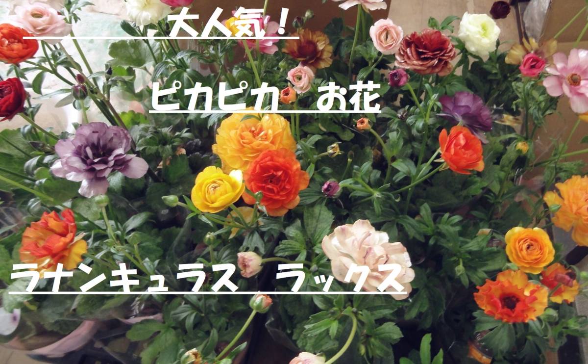 大人気　開花始まってる良苗☆彡受賞品の多い　ピカピカお花　ラナンキュラス、ラックス　【アリアドネ】【纏め買い送料１０個迄同じ送料】
