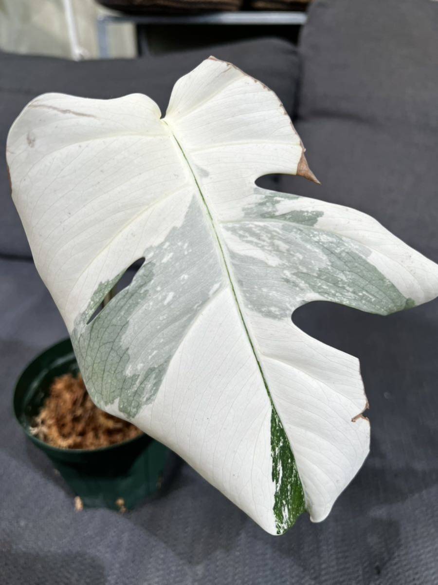ホワイトタイガー モンステラ Monstera ボルシギアナ borsigiana 観葉