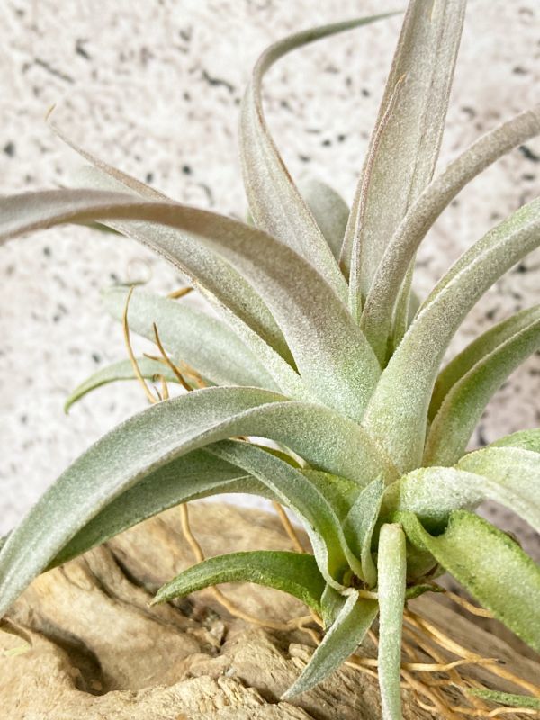 【Frontier Plants】 チランジア・チアペンシス・ギガンテスコ T. chiapensis Gigantesco ブロメリア エアプランツ