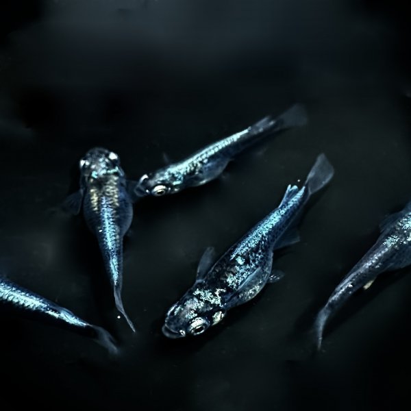 有精卵10+a墨武Mo'oLio'モーリオめだかボブ　黒メダカ　体外光　ブラックめだか_1