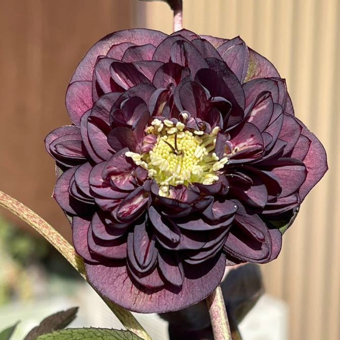 クリスマスローズ 超多弁 超多弁 クリスマスローズ 花2 つぼみ13 75番