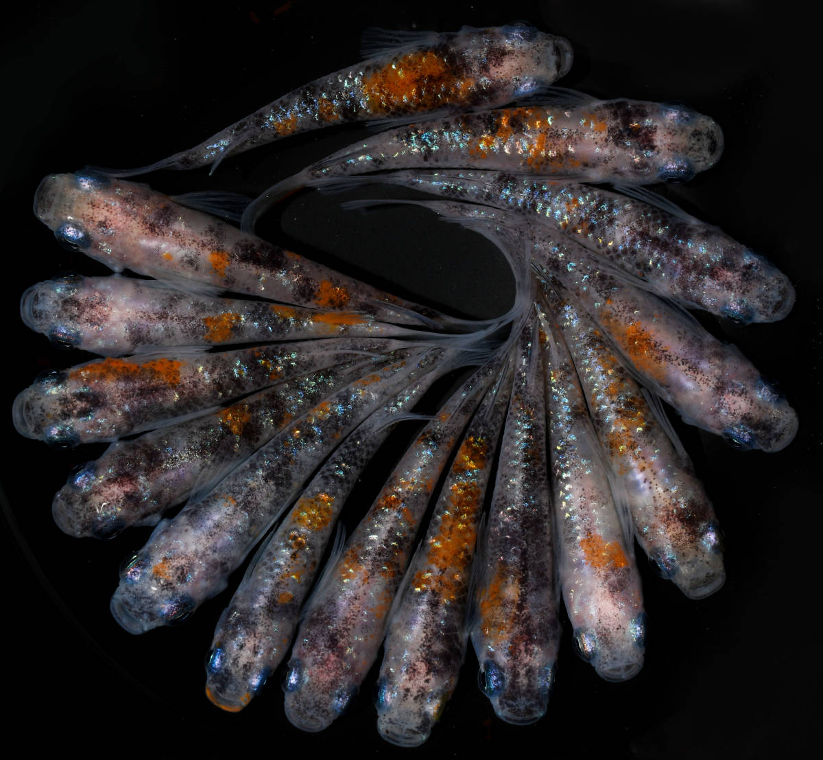 【天双メダカ】三色ラメ 白勝ち15匹 N232