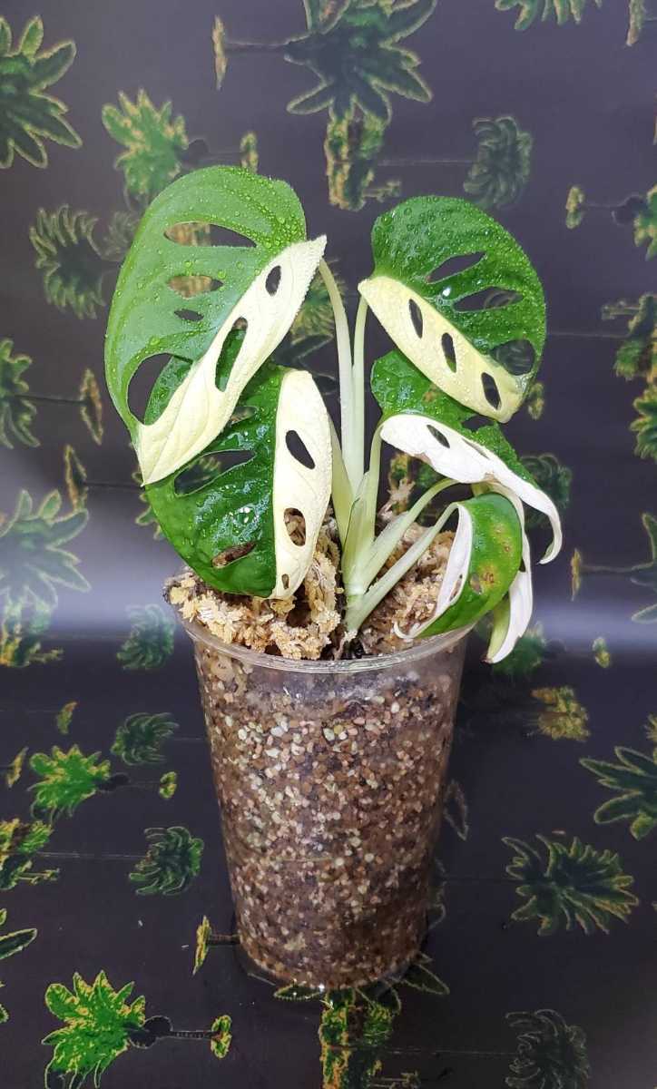 マドカズラ 白斑入り Monstera adansonii white variegata 白斑【検