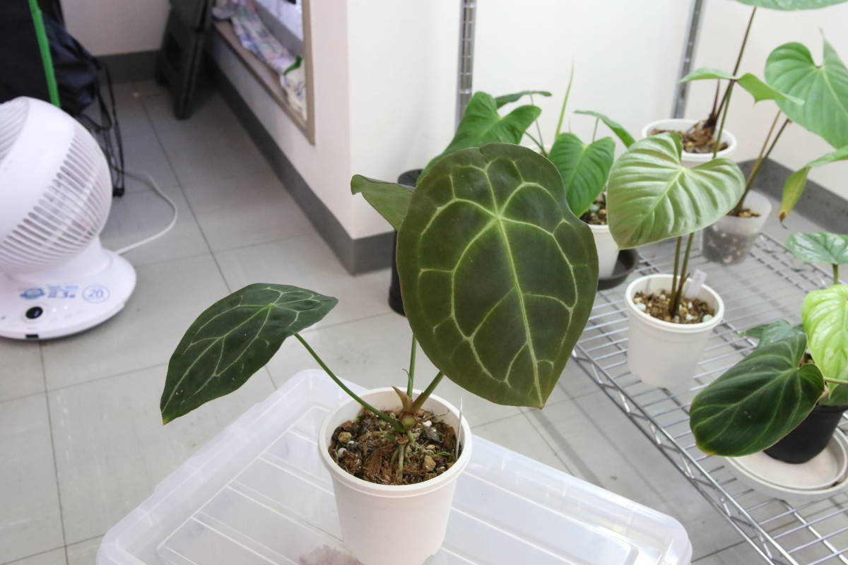 アンスリウム・フォルゲッティ Anthurium forgetii アンスリウム・フォルゲッティ Anthurium forgetii