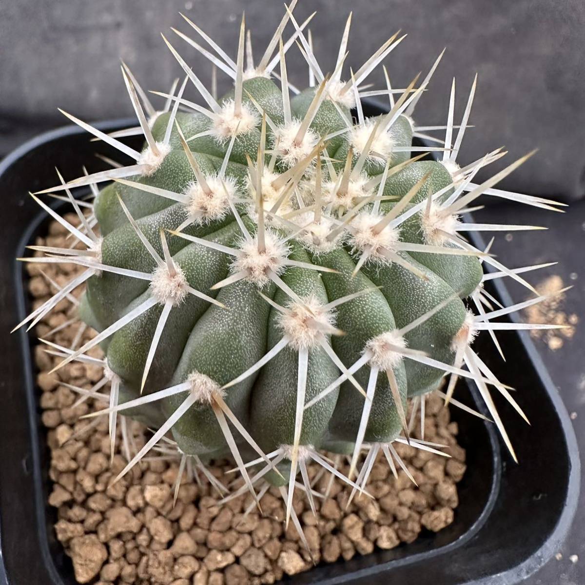 ☆サボテン・多肉植物☆808☆ コピアポア コルムナアルバ 孤竜丸 実生 