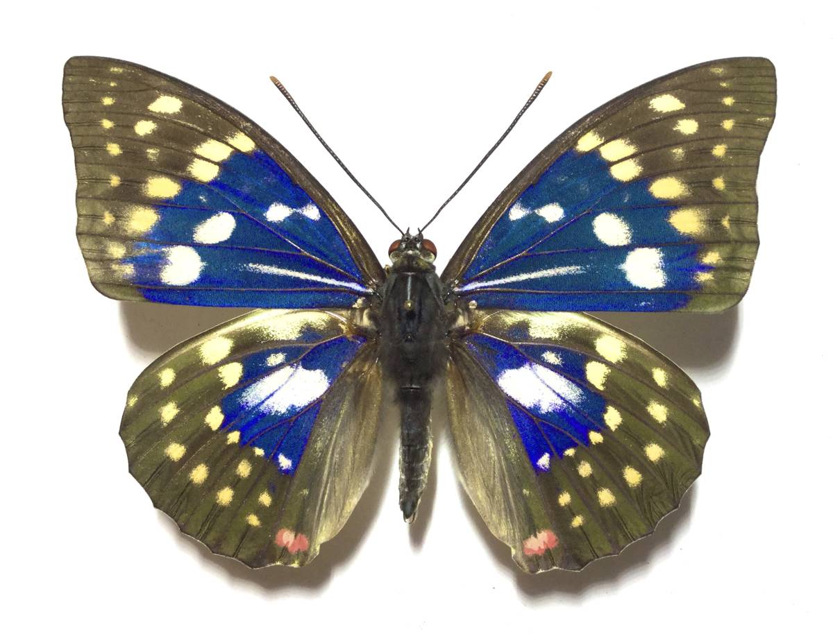 □国産蝶標本 規制前採集 ウスバキチョウ 開帳 48mm A♀ 旭岳 大雪山