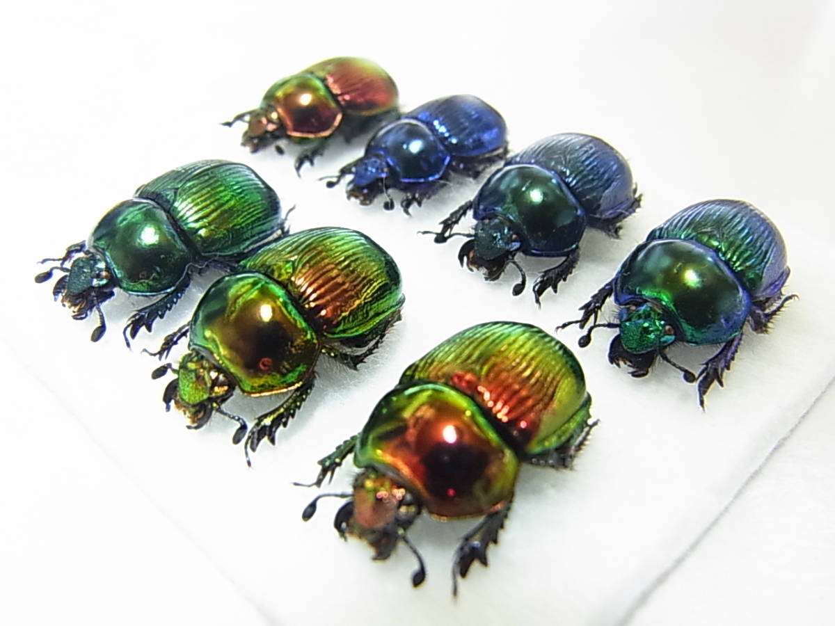 オオセンチコガネ・レインボーカラー7色美麗標本