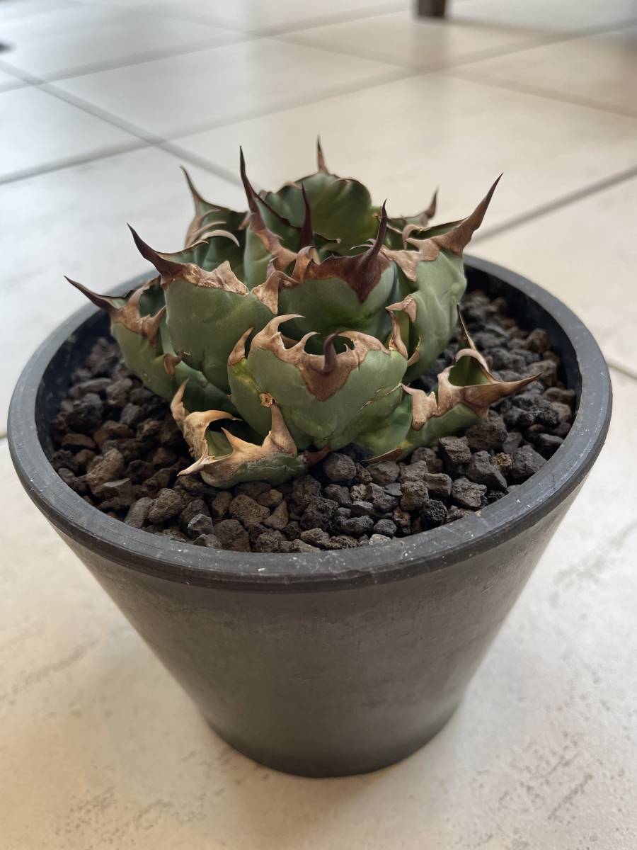 発根済 アガベ　チタノタ　姫厳竜　姫厳龍　 ドワーフ　ボール　巻葉