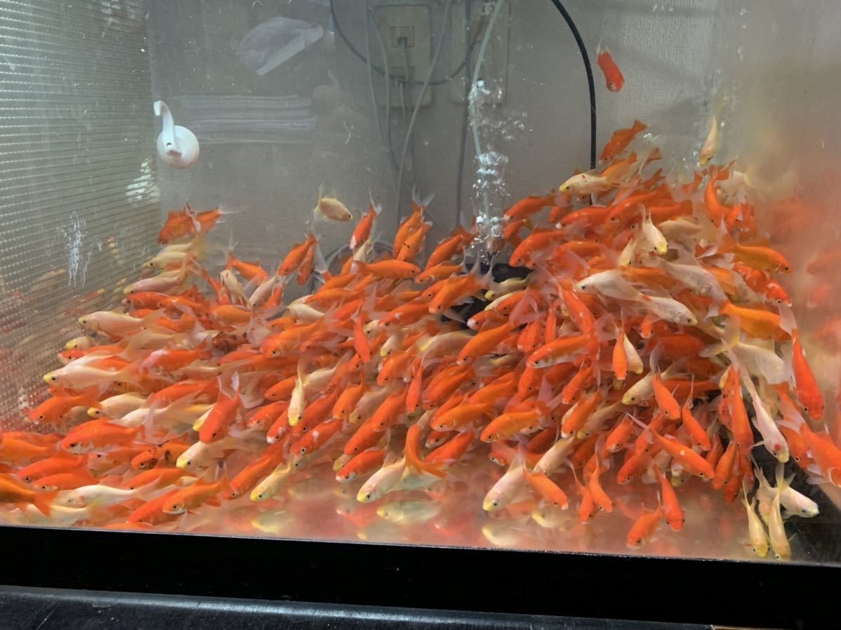 限定特価　弥富産！！　コメット　赤、白、赤白　約8〜10センチ前後 50匹　AQUALIKE アクアライク 