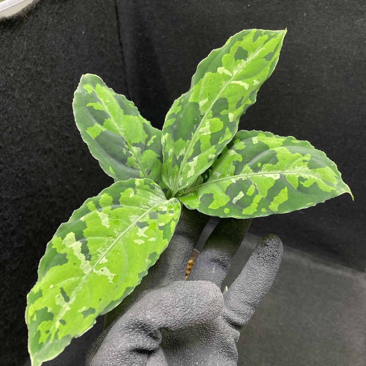 《No.AH010-TGK1219-06LH》 Aglaonema picutum from south sumatera lahat 熱帯植物 パルダリウム アグラオネマ ビバリウム テラリウム