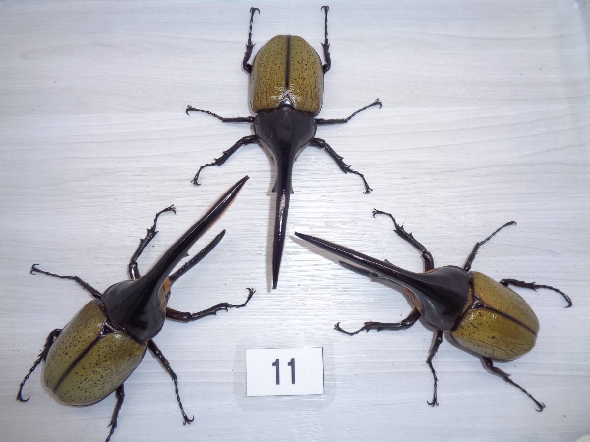 ★mie★⑪DHヘラクレス♂約146mm・約143mm・約141mmトリオ+♀２頭