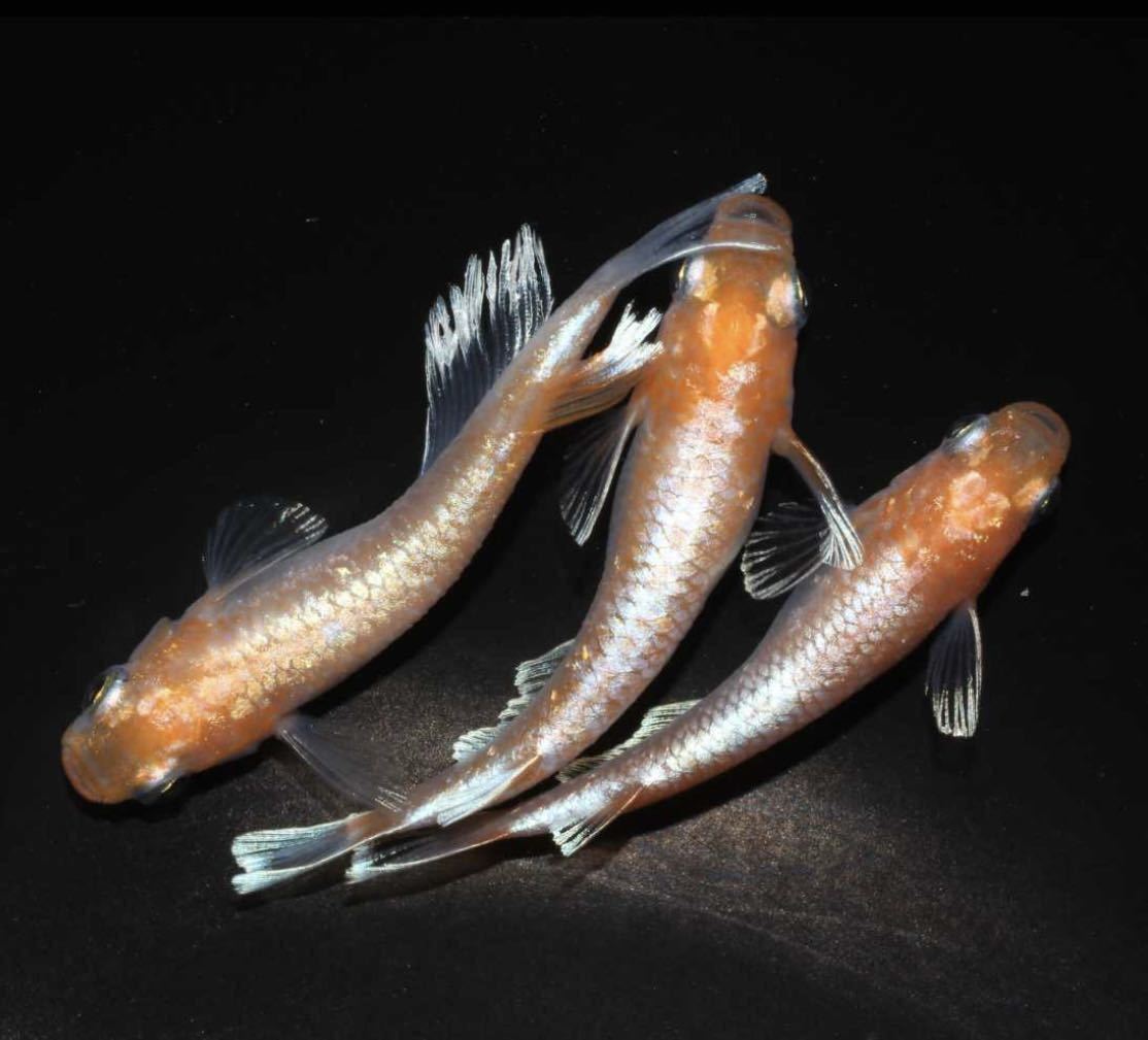 【定番人気，豊富な】 柳井メダカ 初出品 エンペラー 稚魚10匹 親個体夢中メダカ様より購入 ②(めだか)｜売買されたオークション情報、yahooの商品情報をアーカイブ公開 - オークファン めだか