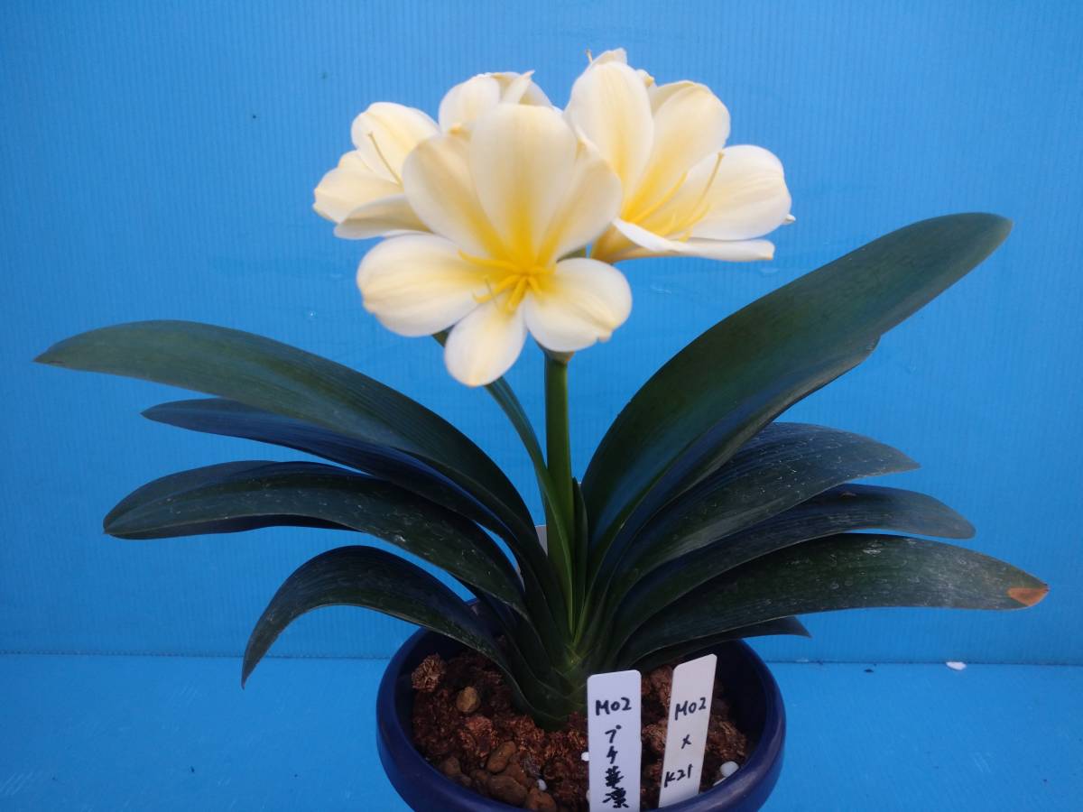 ＊クンシラン＊　Ｇ１黄花青軸　小型達磨タイプ　ボタン咲き狙いの交配苗　残りわずか　１年生実生　３本植え