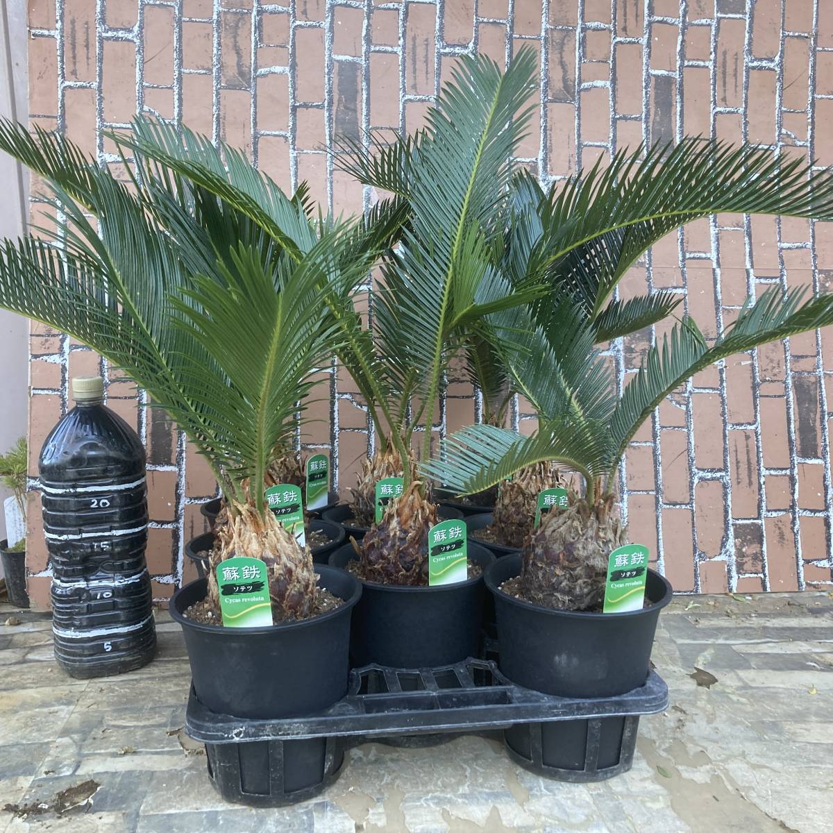 蘇鉄 ソテツ 5号鉢 h60cm 8鉢セット(観葉植物)｜売買された 