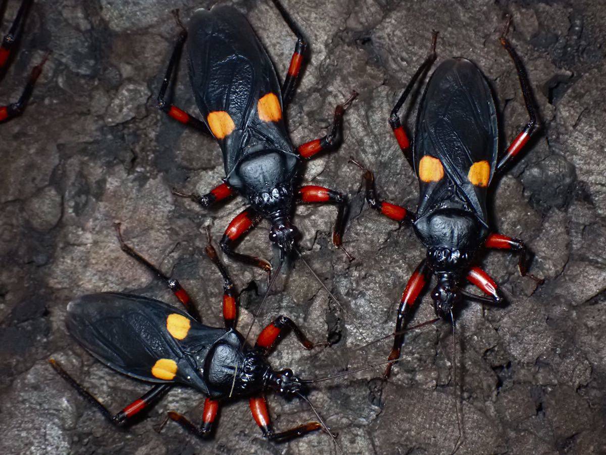 トウモンオオサシガメ 1ペア