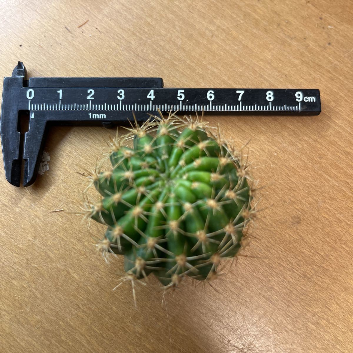 2連サボテン 大輪花サボテン XV-2