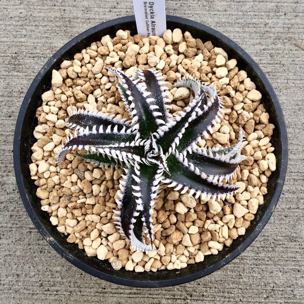 ディッキア Dyckia Alraune Bromeliad Cultivar Register (15671