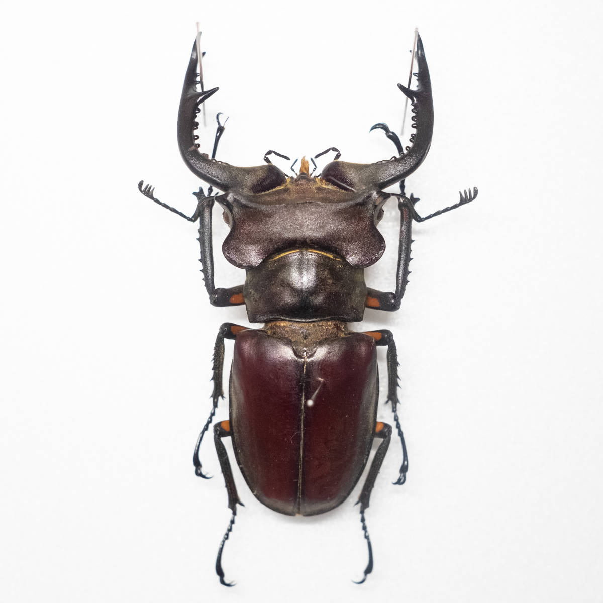 インド産カンターミヤマクワガタ標本 特大 カンターミヤマクワガタ 80mmup 標本 野外採集品 Lucanus cantori