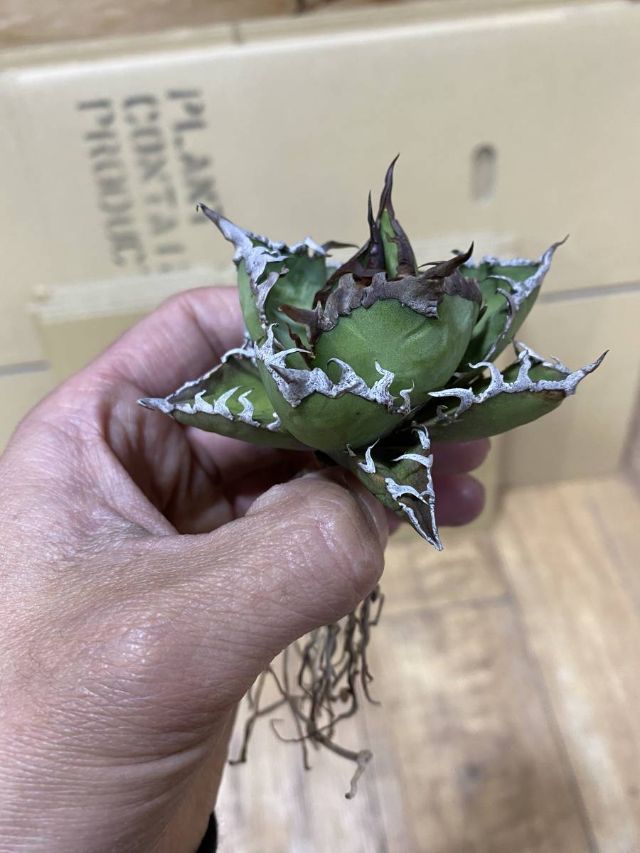 ☆PCP特選アガベ☆ Agave titanota 