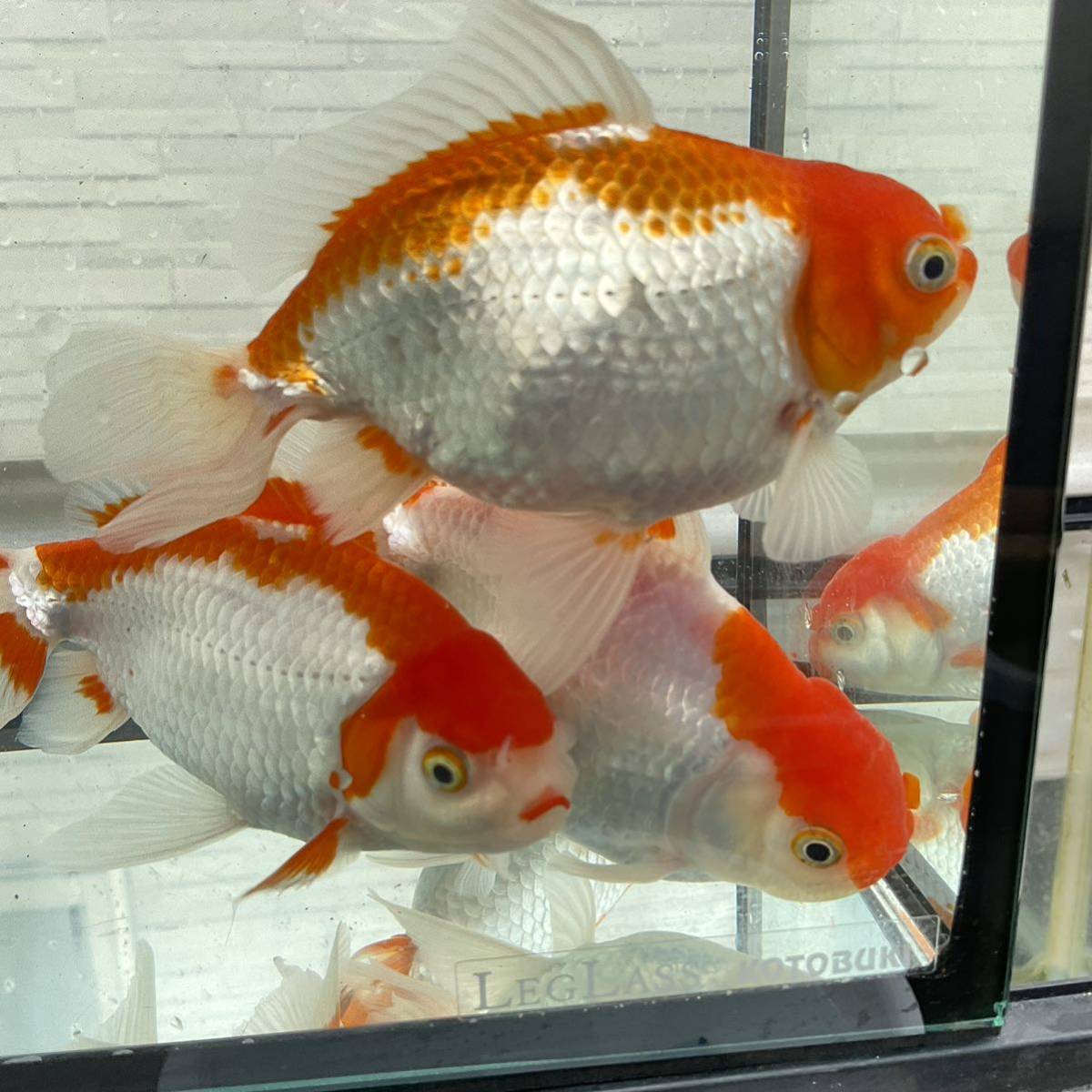 Yahoo!オークション -「2歳～」(獅子頭) (金魚)の落札相場・落札価格 
