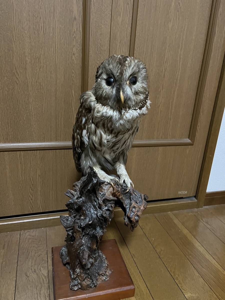 ハクセイ ふくろう 剥製 はくせい フクロウ フクロウの剥製です。 科学、自然 アンティーク、コレクション 【公式