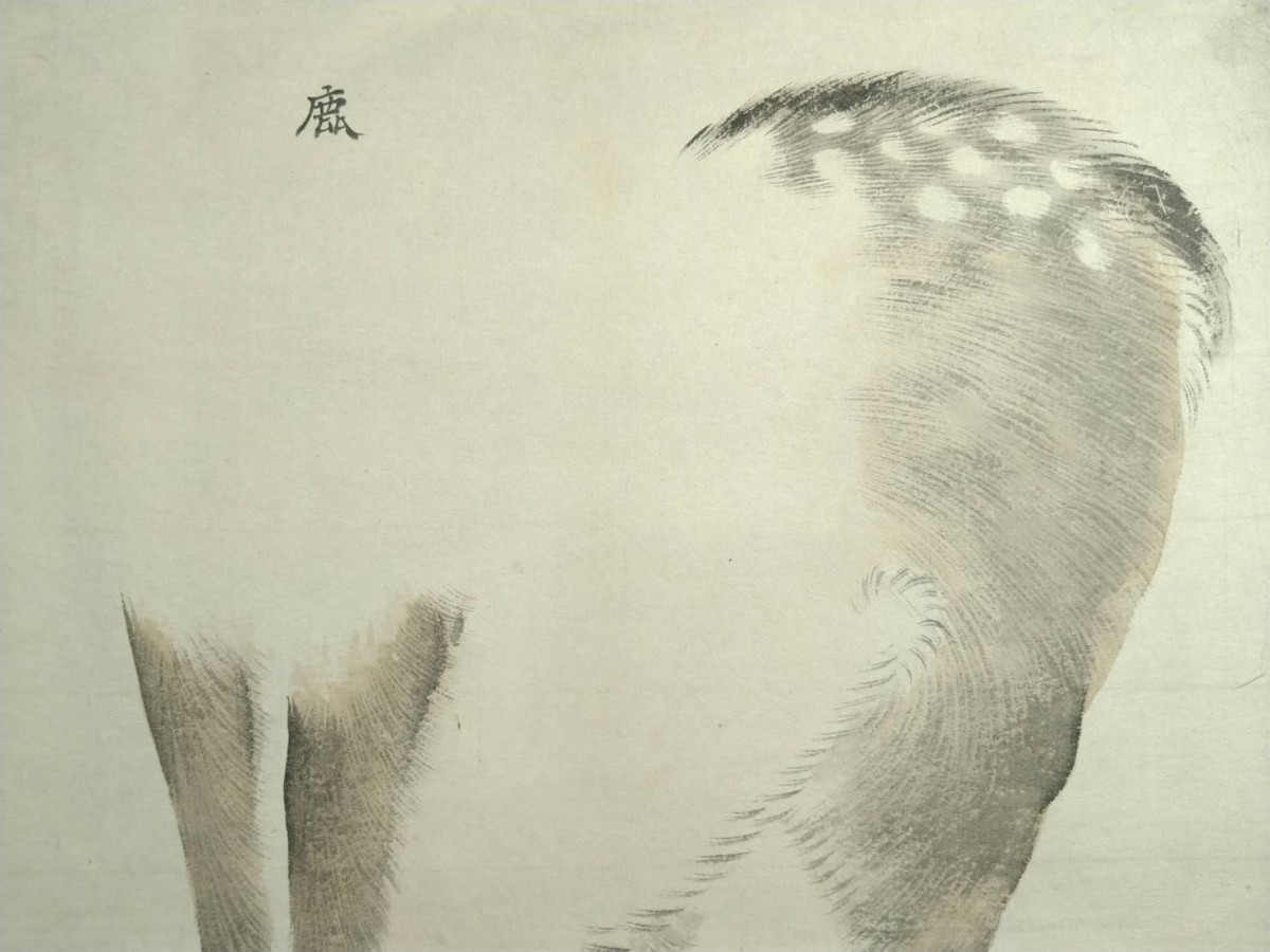 2『真作 彩色粉本/日本画家巨匠 川合玉堂【写実 鹿】肉筆 印譜サイン