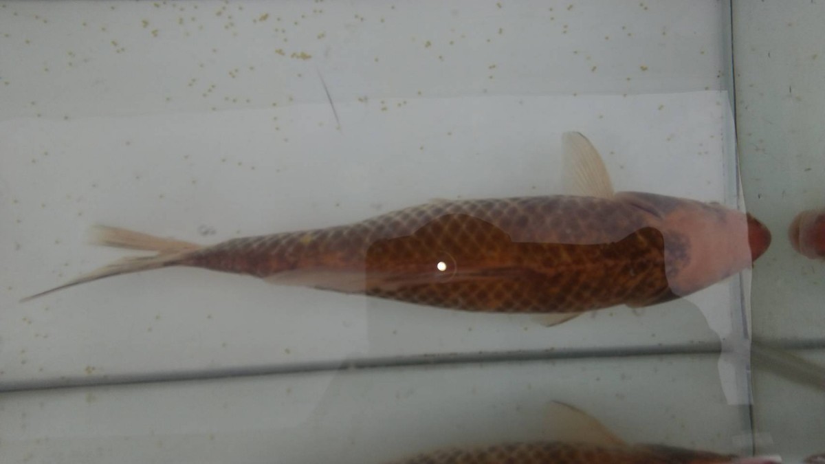 ヒブナ ギンブナ(川魚)｜売買されたオークション情報、yahooの商品情報をアーカイブ公開 - オークファン（aucfan.com）