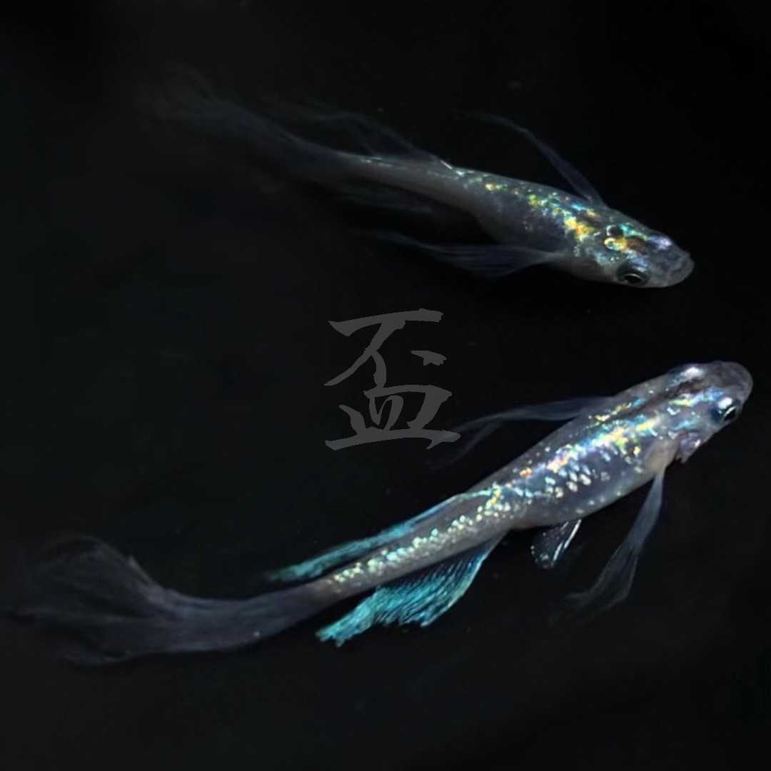 盃メダカ】煌虹(こうごう)メダカ□虹孔雀×魔龍×卑弥呼