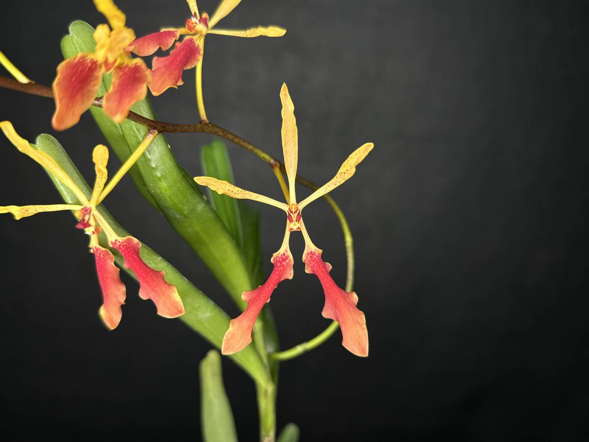 正規品，豊富な ☆洋蘭☆原種☆Ren. vietnamensis☆レナンセラ
