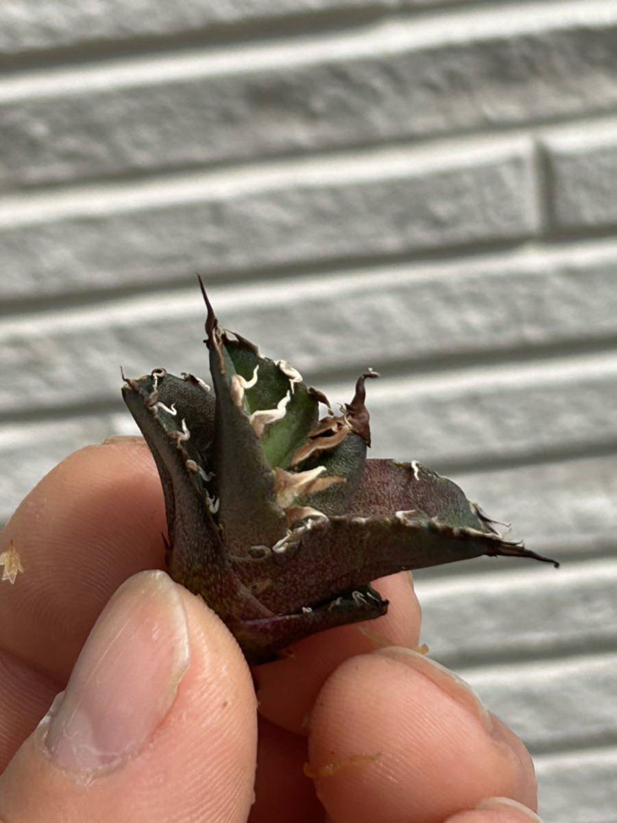 凱撒】シーザー 毒刺 台湾 Agave titanota アガベ チタノタ アガベ