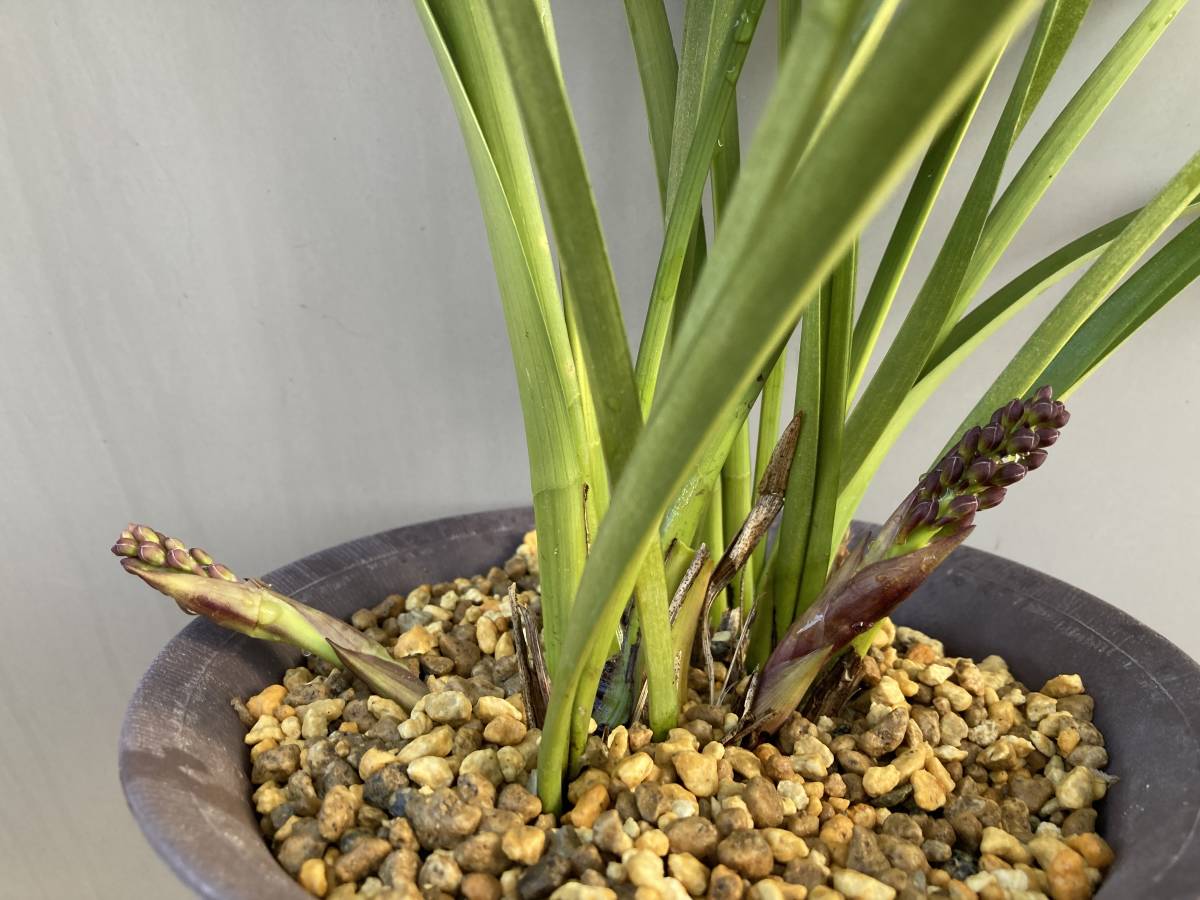 金稜辺 ５株　花芽２個付き（９５）★キンリョウヘン★金稜辺★山野草 