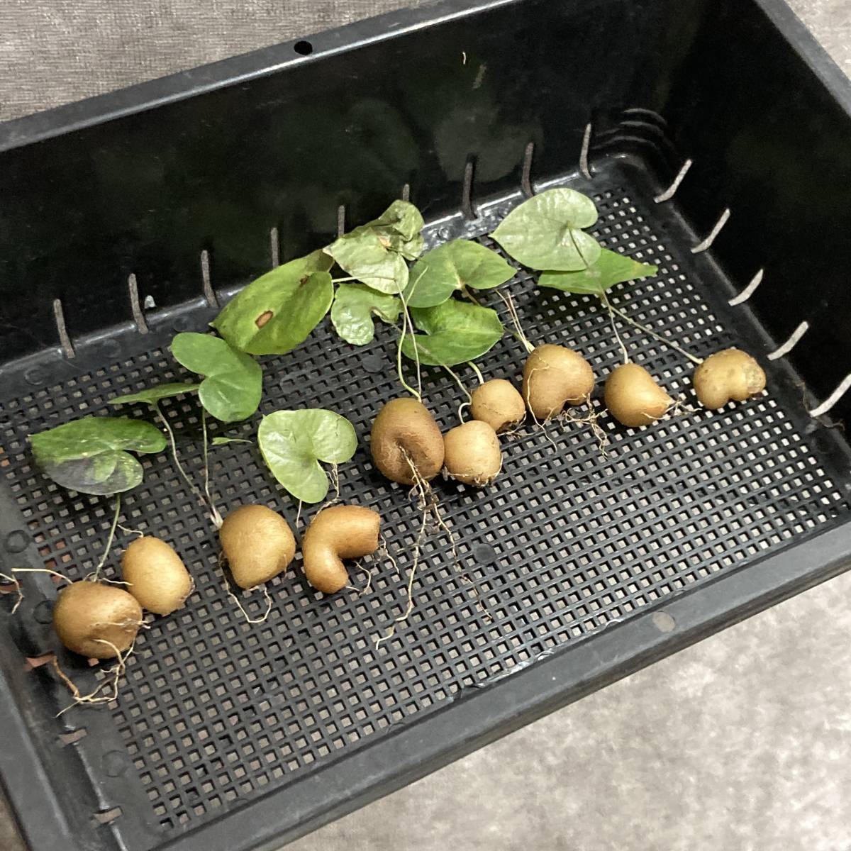 R0311-62 特選 多肉植物 ディオスコレア　エレファンティペス　亀甲竜 10株