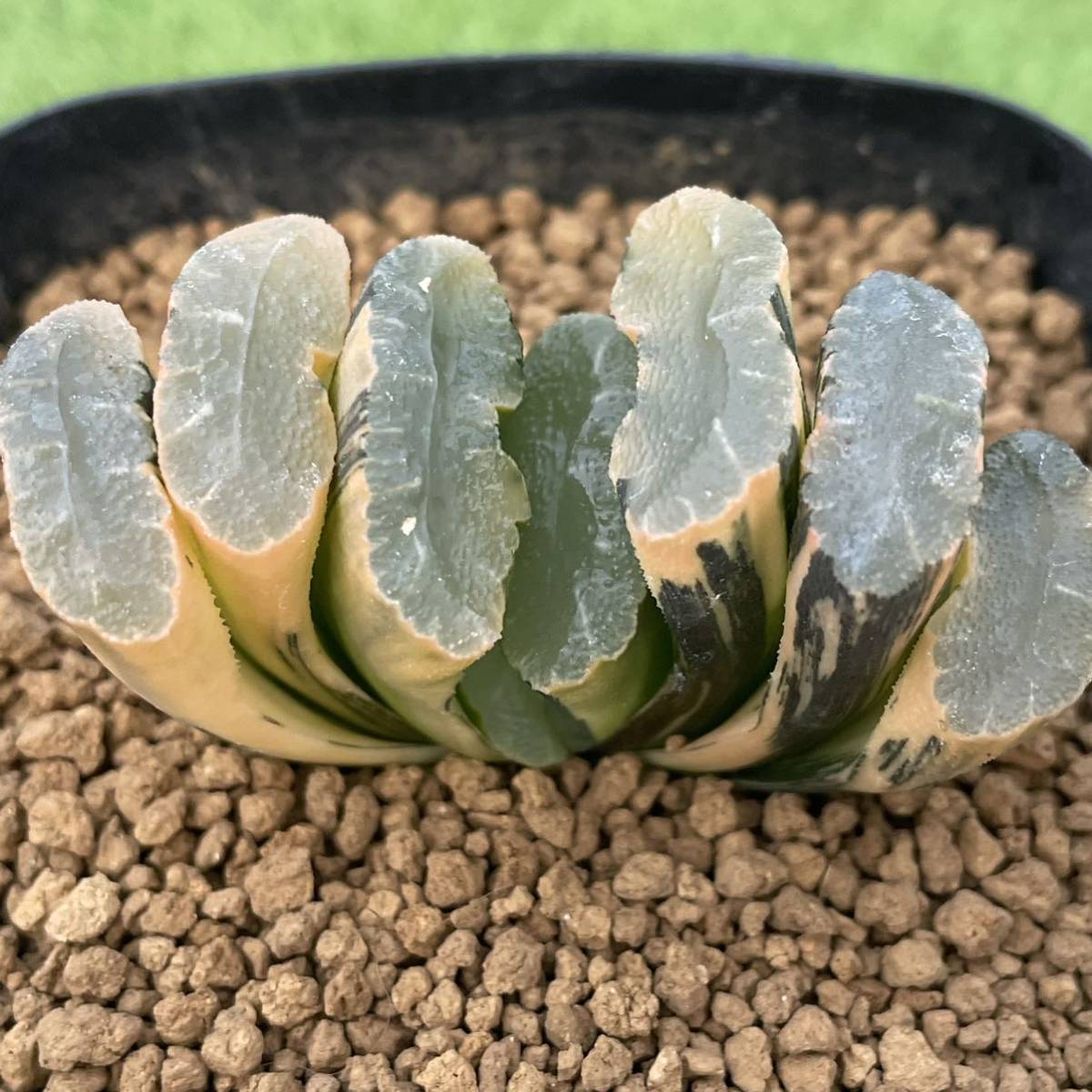 ハオルチア 多肉植物 玉扇 ≧∇≦）多肉植物 玉扇錦 : 極上斑 大縄