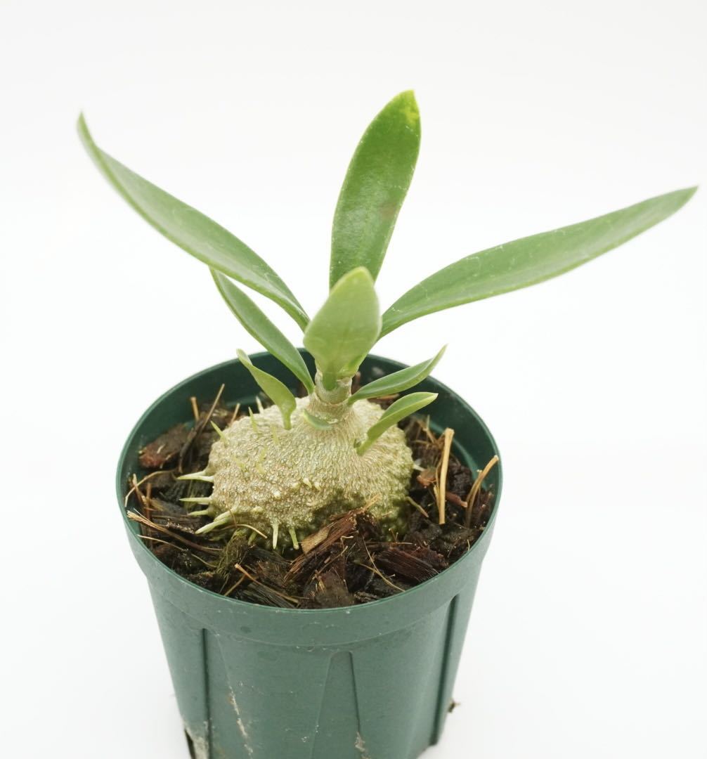 Myrmecodia beccarii ミルメコディア アリ植物