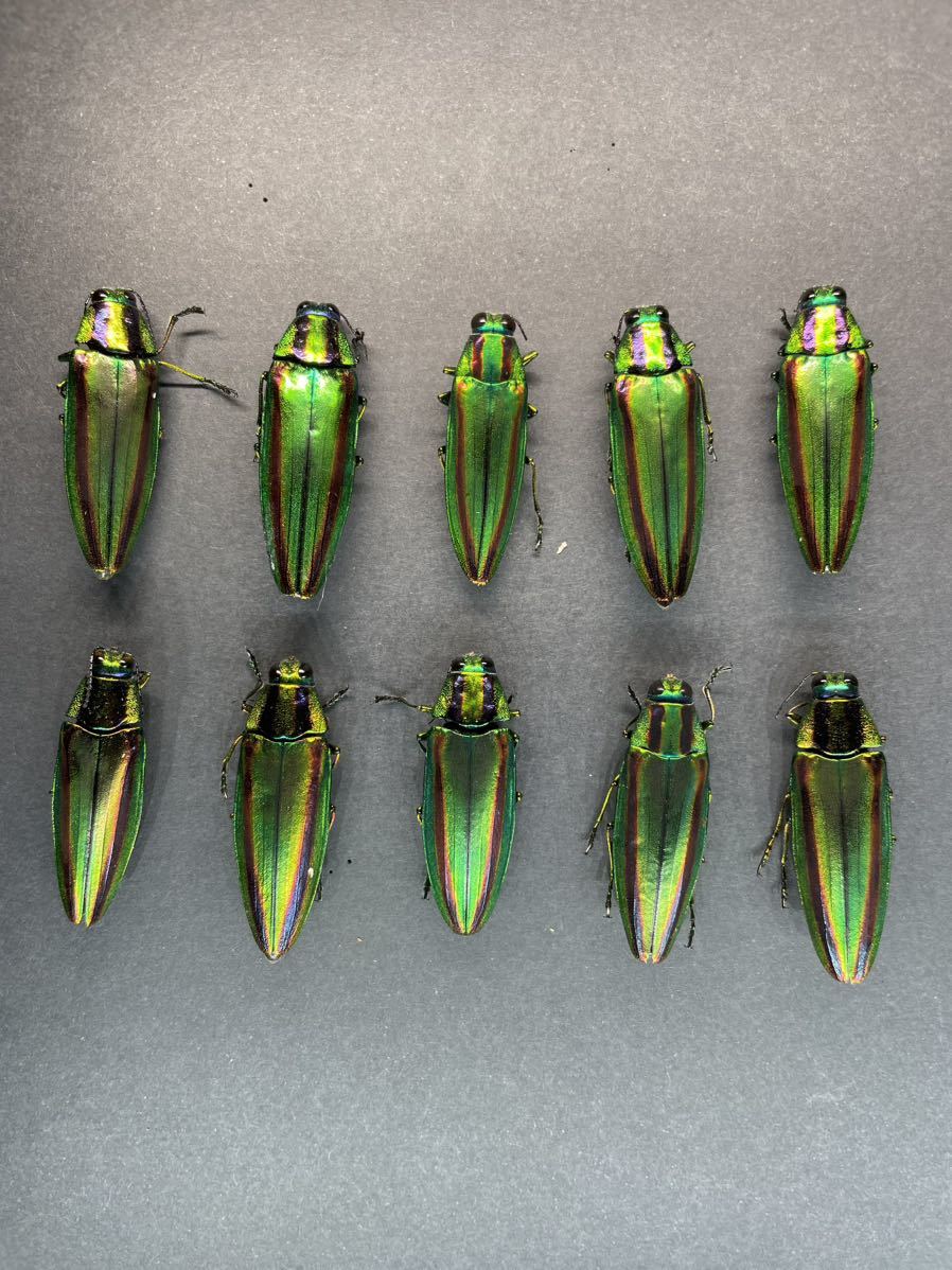 ヤマトタマムシ　10匹　甲虫　標本 アクセサリー　