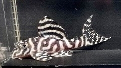 ◎breed　キンぺコ（A2-2）60ミリ　L-333　CF血統！