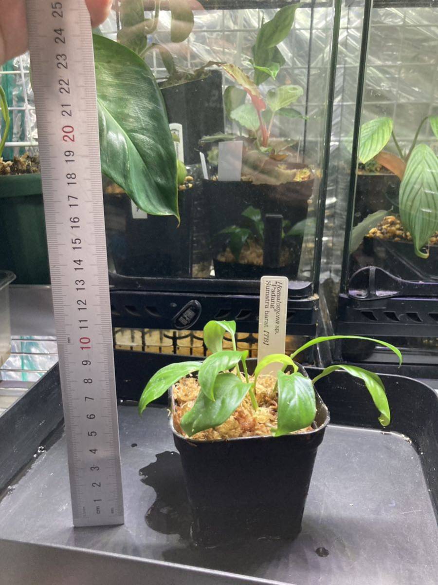 TB便 タグ付き Homalomena sp.Padang Sumatra barat ホマロメナ 【公式