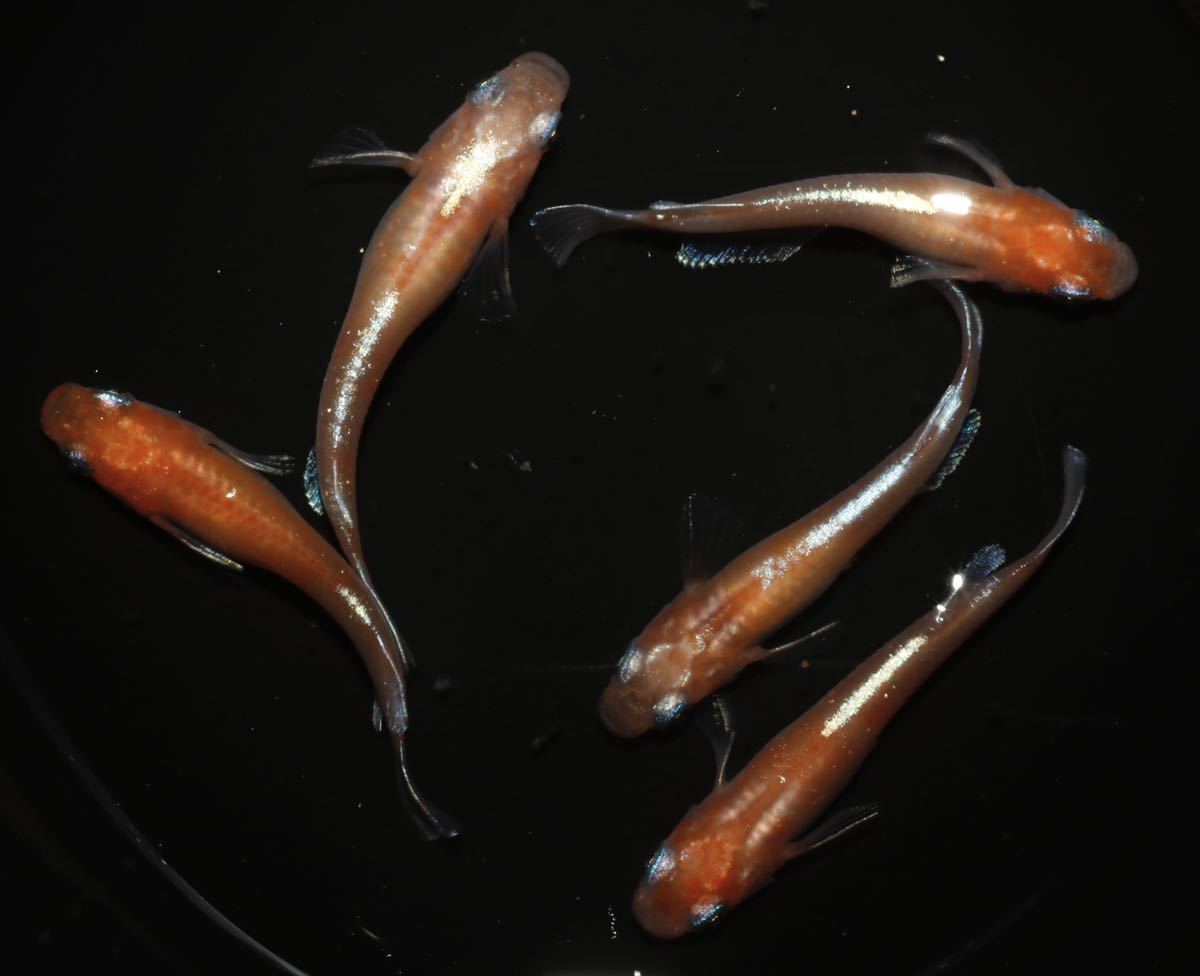 Aquaメダカ】アマテラス 雄3雌2 若魚 2cm〜 おススメです(^^) メダカ