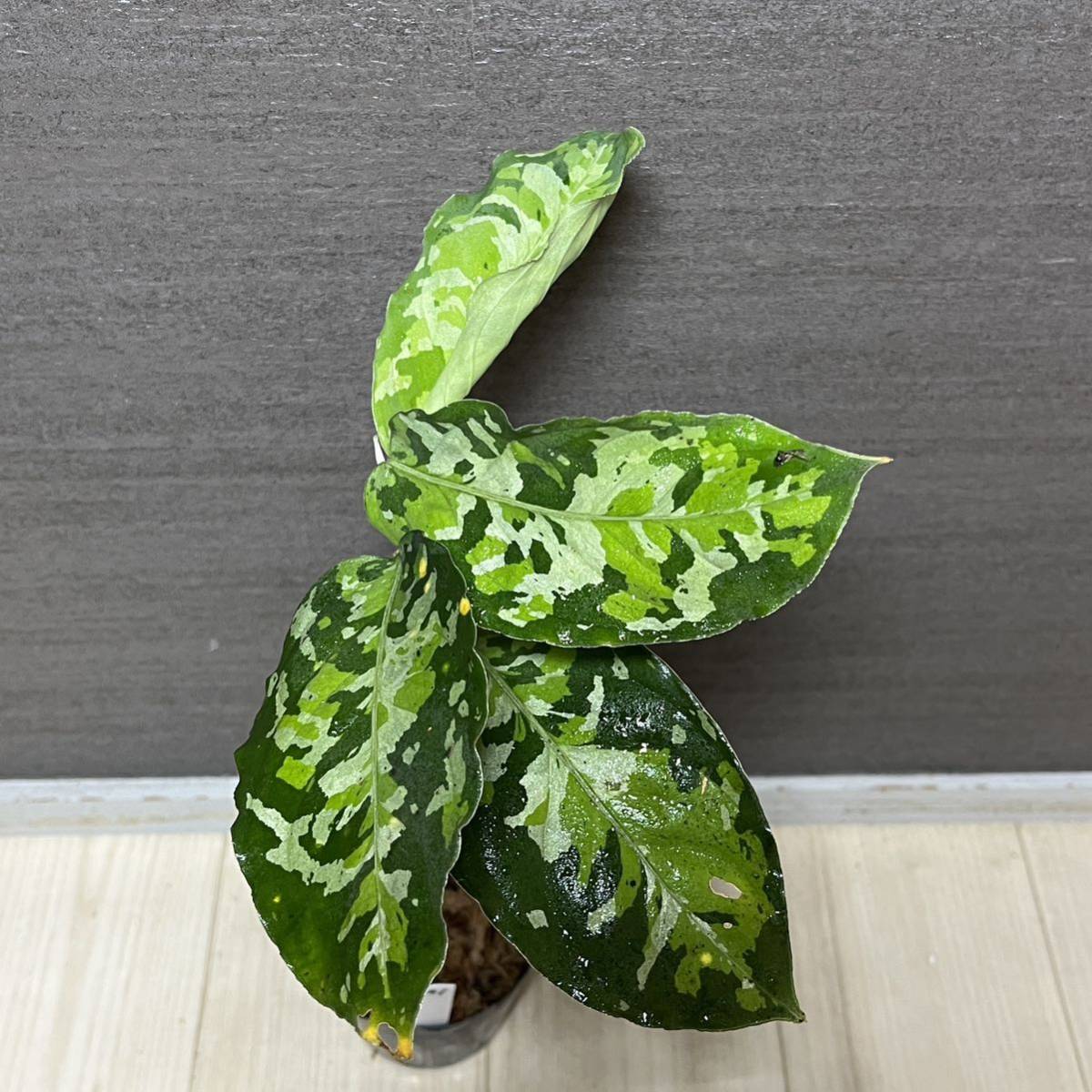 【41】アグラオネマ・ピクタム・トリカラー　ワイルド株　スマトラ島南スマトラ産　Aglaonema Pictum 中山PLANTS
