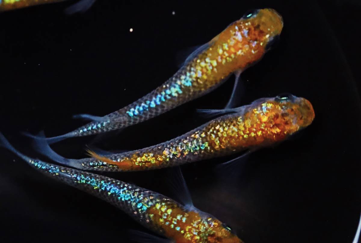 メダカ「夜煌」 | めだか屋「うなとろふぁ～む」 【畑めだか】若魚 夜 