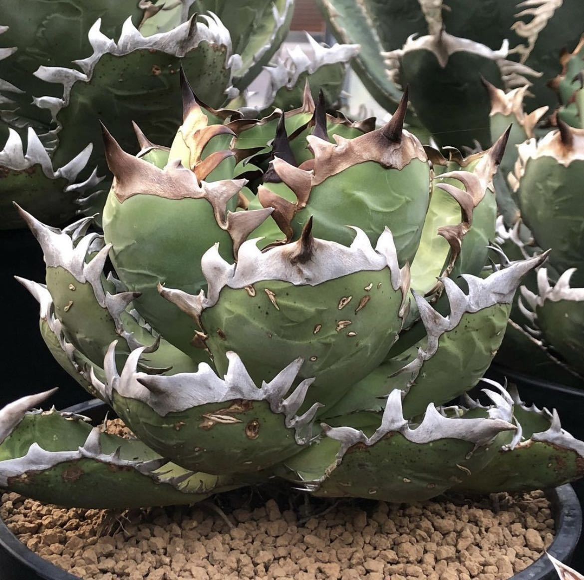 アガベ チタノタ ' シャック ' Agave titanota ' SHAQ ' 17 ' チタノタ