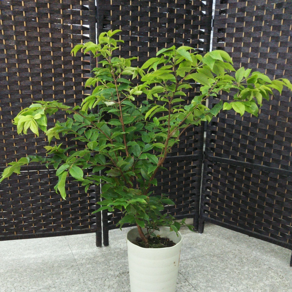 ジャボチカバ 観葉植物 園芸ネット本店｜ジャボチカバ の通販公式