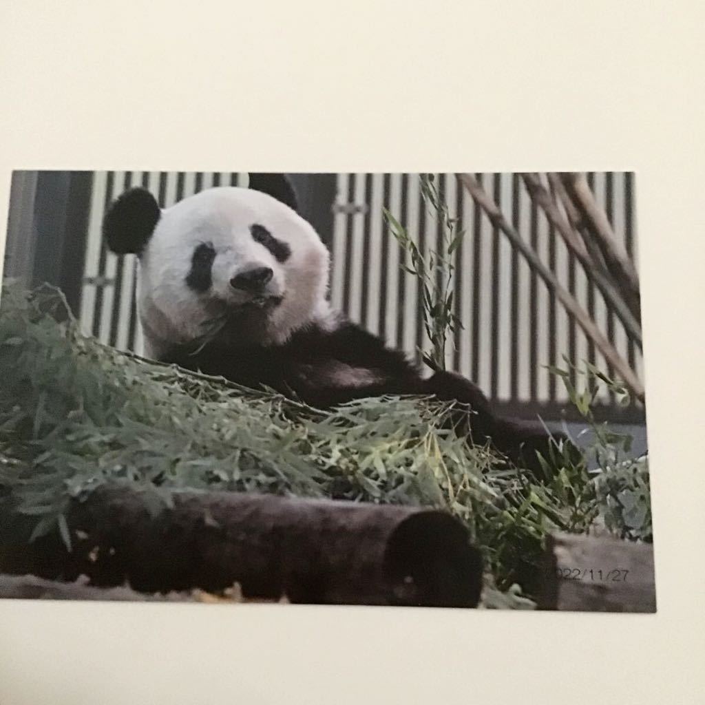 920日　非売品　松坂屋上野店　パンダのシャンシャン　アップ顔ポストカード　ノベルティー　22.11.27