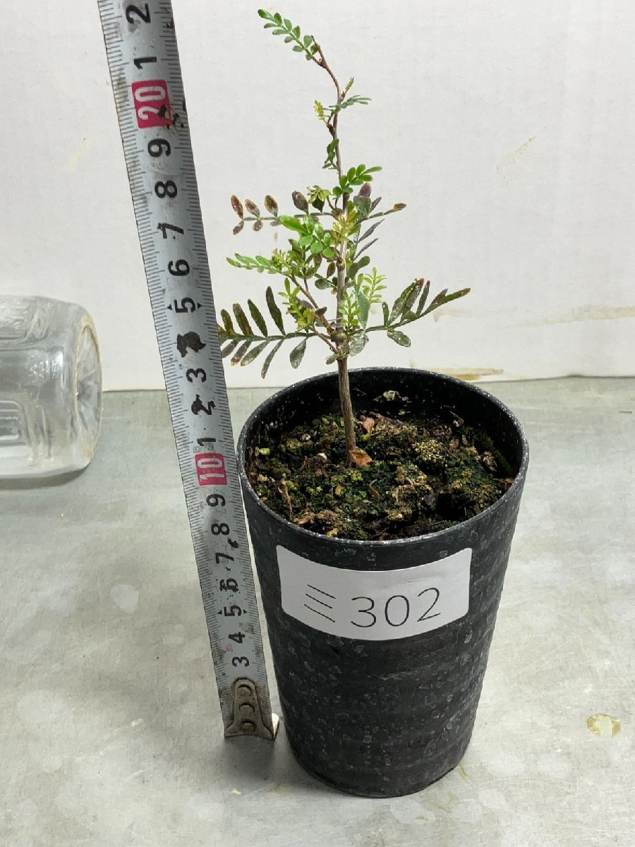 ミ302 「実生株」オペルクリカリア　パキプス　２年株【種から発芽！・発根株・Operculicarya pachypus・塊根植物】