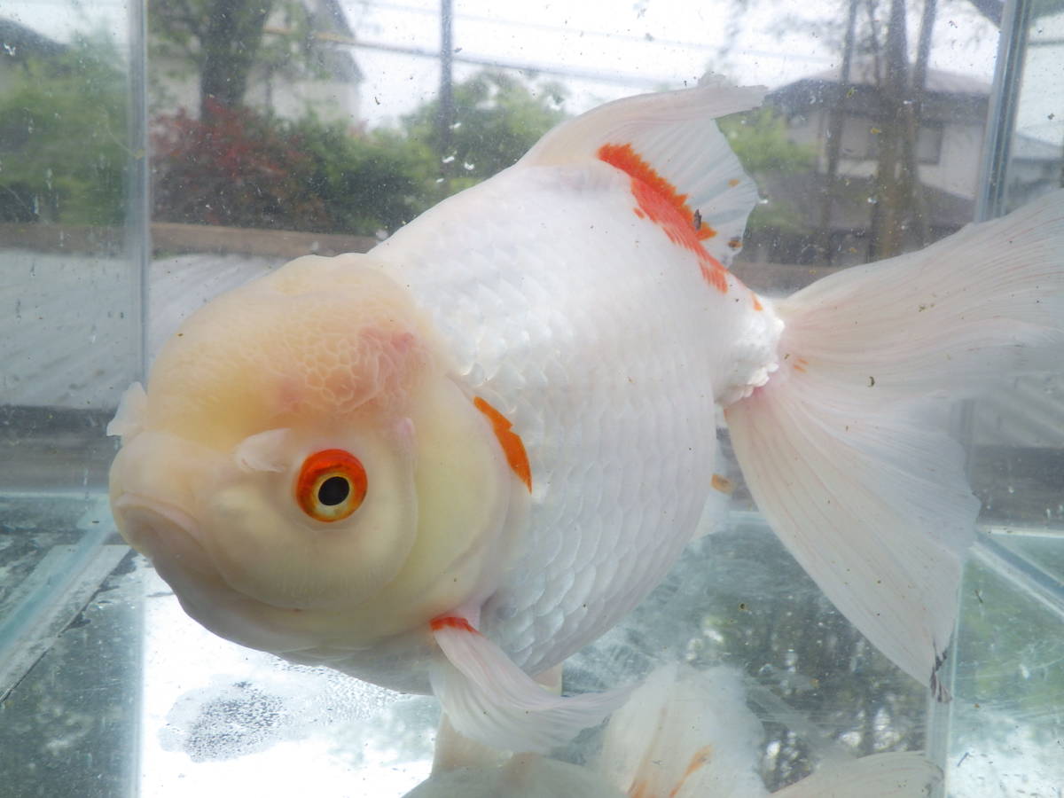 【全国一律送料無料】ジャンボオランダ獅子頭（白勝ち）　三歳　30.8ｃｍ　雌　九州ブリーダ産　