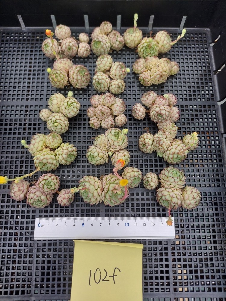 0328Z-43042200-102fオーストラリアキャプテンヘイ15個 多肉植物 韓国 エケベリア (4/22発送)