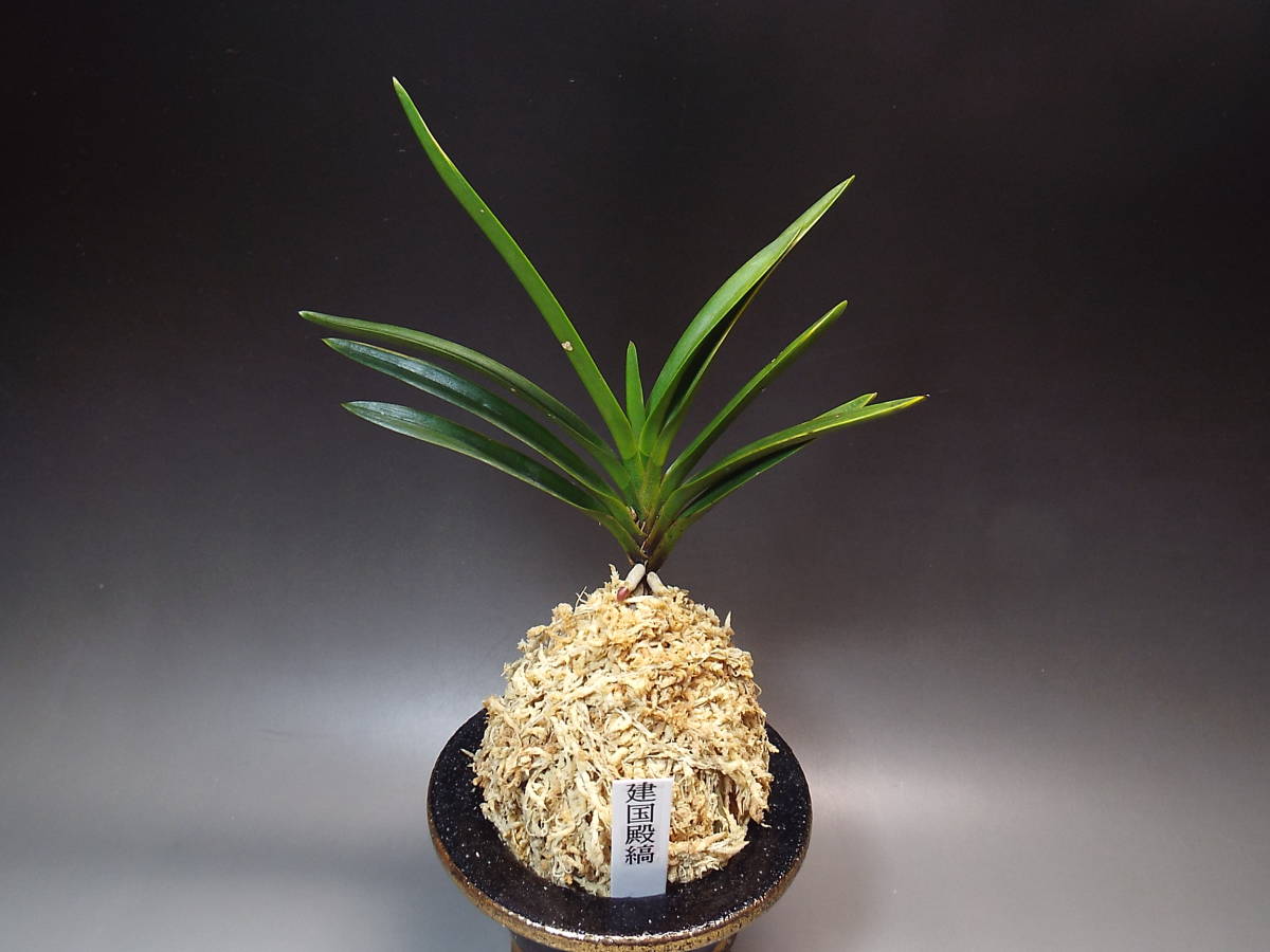 ○富貴蘭○建国殿羆（縞） 富貴蘭・建国縞の白根 | BOTANICAL